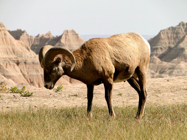 This Bighorn Sheep was not intimidated by us at all