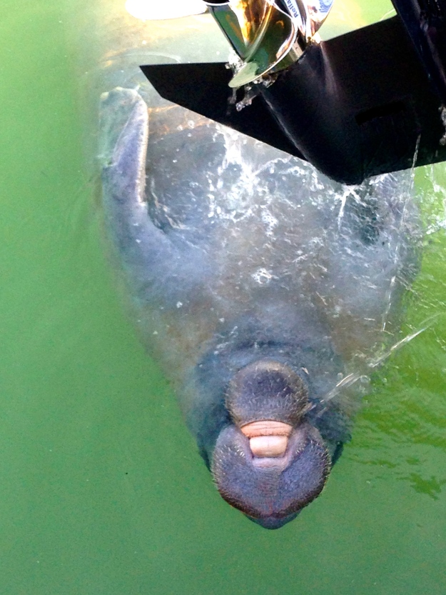 Never get tired of seeing the Manatee - they love to drink the fresh water
